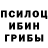 Псилоцибиновые грибы Psilocybine cubensis Marcin Kiersnowski